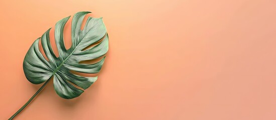 Poster - Exotic tropical Monstera palm leaf Flat lay top view perspective. with copy space image. Place for adding text or design