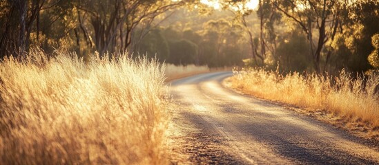 Poster - Dry grass along a country road in the Australian bush features golden tones Nature background image with copy space
