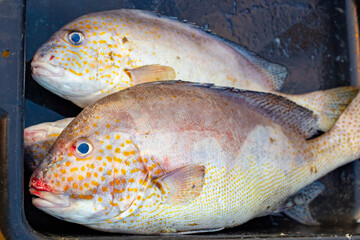 Large brightly colored sweetlip fish in water in a plastic tray at a fishermen's market. Seafood for sale in Asia