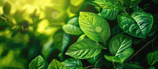 Close up of a green leaf with a blurred greenery background providing copy space suitable for a natural plants landscape or ecology wallpaper concept