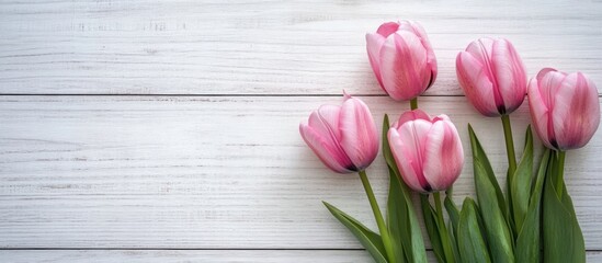 Wall Mural - pink tulips against a white wooden background. with copy space image. Place for adding text or design