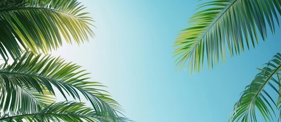 Fototapete - Green palm tree leaves set against a clear blue sky Close up Slow motion Summer holiday theme Natural botanical backdrop Floral background Sunny day Sunlight Selective focus Copy space