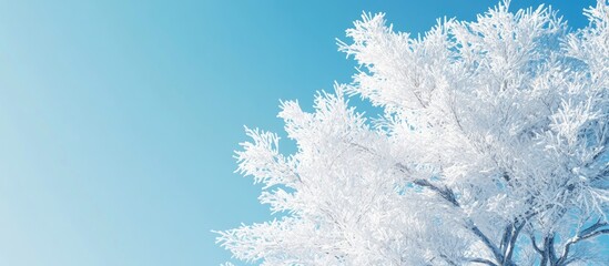 Poster - Snow covered tree against a clear blue sky with sunlight Copy space