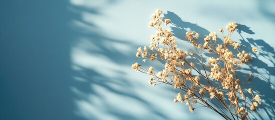 Wall Mural - Blank dotted card featuring dried flowers with natural sunlight and shadows on a baby blue background. with copy space image. Place for adding text or design