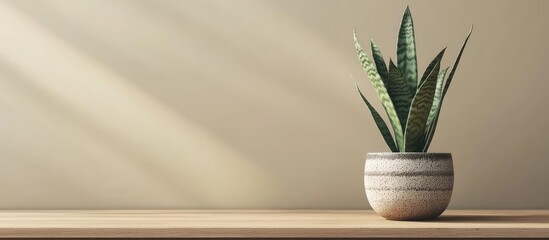 Wall Mural - Sansevieria plant in a decorative ceramic pot placed on a wooden table in a room. with copy space image. Place for adding text or design