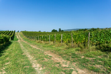 Wall Mural - Earthen road between rows of grape vines in a vineyard. Grape clusters and leaves are visible. Clear sky