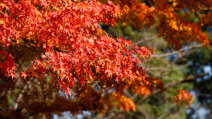 Wall Mural - beautiful maple leaves on the tree in autumn season.