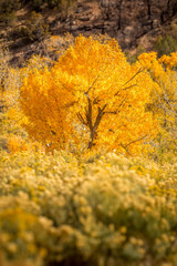 Siingle tree covered with orange leaves in a wildflower meadow in October