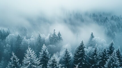 Wall Mural - A dense winter fog rolling through a forest of tall, snow-laden trees. taken from an elevated position. Generative AI.