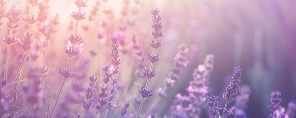 Wall Mural - Soft grainy gradient with lavender and cream, 4K hyperrealistic photo