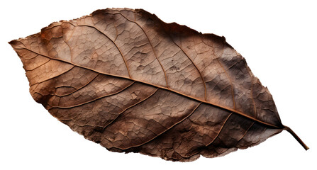 Canvas Print - PNG  Leaf with brunt plant white background fragility.