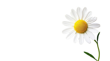 Daisy Flower isolated on a transparent background, PNG file, graphic resources 