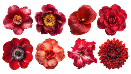 Poster - PNG red flower element set, transparent background