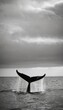 © Fototocam - whale black and white wallpaper for your phone. vertical orientation. ai generated