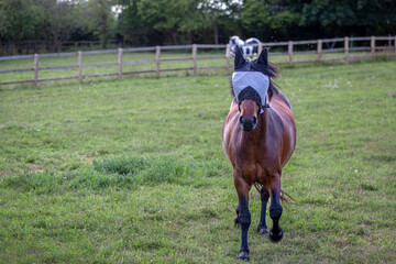 Bay pony wearing a fly mask and covered in flies, Image shows a bay Section A Welsh cob gelding wearing a fly mask during the summer being protected from a large number of fruit flies