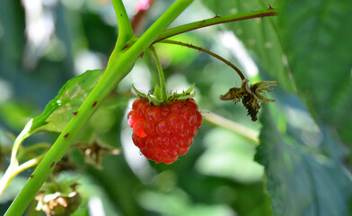 a red raspberry is hanging on a plant in the shadow close up