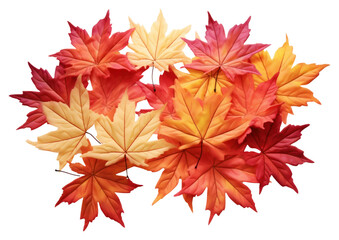 Wall Mural - png 3d illustration japan maple leaves changing color plant leaf tree.