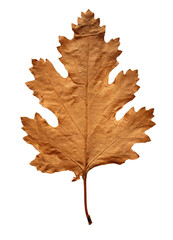 Canvas Print - PNG Pressed a Oak leaf textured plant tree.