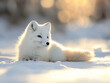 © alfa27 - A white fox is laying in the snow