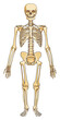 © DaKar911 - Labeled human skeleton diagram isolated on transparent background