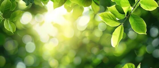 Canvas Print - Sunlight Through Green Leaves in Summertime