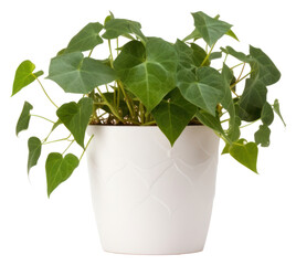 Sticker - PNG Plant leaf ivy houseplant.