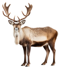 Sticker - PNG Wildlife antler animal mammal.