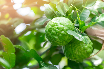 Bergamot, Fresh green bergamot fruit hanging from branch. bergamot tree garden and healthy food concept, group of bergamot,Bergamot medicinal plants with many