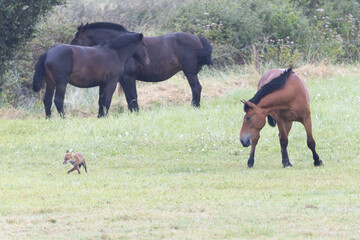 red fox vulpes vulpes on hunting tour in a meadow