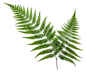 Sticker - PNG Plant fern green leaf.