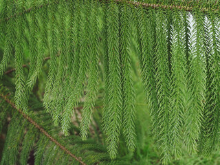 Close-up pine leaves for environment and nature background.