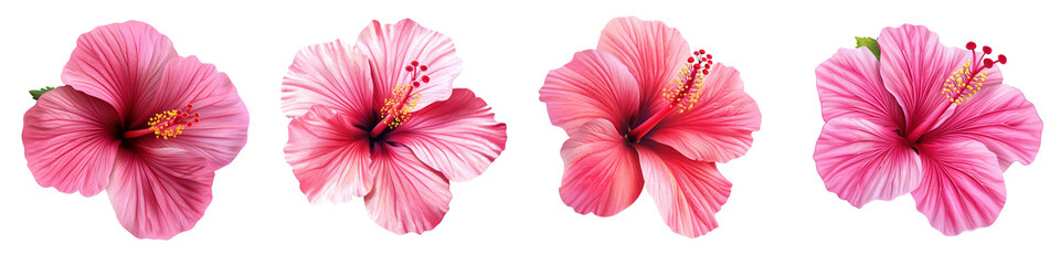 Beautiful collection of pink hibiscus flowers showcasing vibrant colors and delicate petals, perfect for nature-themed projects.