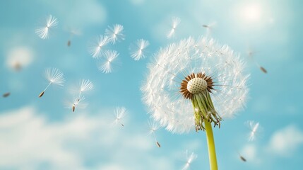 Dandelion Seeds Drifting in the Breeze