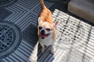 Cute old male chihuahua dog with brown golden short hair look upwards isolated on horizontal gray floor with warm sun lights on the background.