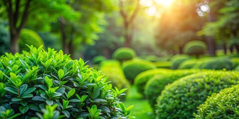 Detailed close-up view of lush green foliage in a tranquil park setting