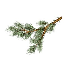 christmas evergreen spruce branch watercolor illustration