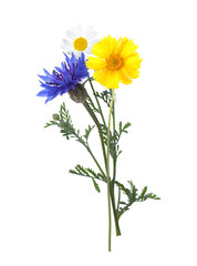 Poster - Three beautiful meadow flowers on white background