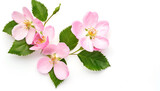 Rosehip flowers with leaf isolated on white background