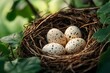 © talkative.studio - Spotted Bird Eggs Nestled in a Twig Nest