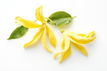 Wall Mural - Ylang-Ylang flower petals with green leaves isolated on a white background. This image evokes feelings of tranquility, purity, beauty, and nature. It is perfect for representing spa treatments, aromat