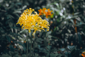 Colorful garlic in the park