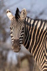 Wall Mural - zebra close up