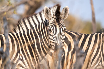 zebra in the wild