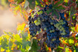 © yaqui_villegas - Close-up of a grape cluster showing mixed colors of ripening grapes on a vine surrounded by green and autumn-colored leaves in a vineyard setting in Penedes Spain