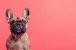 © Emily88 - The photo of Dog French bulldog, Labrador retriever ,Golden retriever,  German shepherd ,Poodle, Beagle with a cheerful expression is sitting upright and alert on the left side of a solid  background