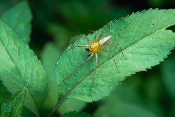Golden Yellow head Spider waiting for prey in green leaves