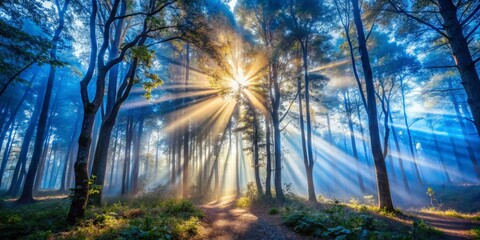 Canvas Print - A dreamy blue misty forest with rays of warm golden light peeking through the trees, low-angle composition, mystical atmosphere, enchantment, a realistic photo image.