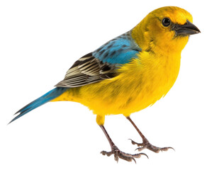 Poster - PNG Animal canary bird budgerigar.