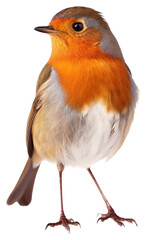 Wall Mural - png red robin animal bird white background.