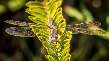 dragonfly on a branch